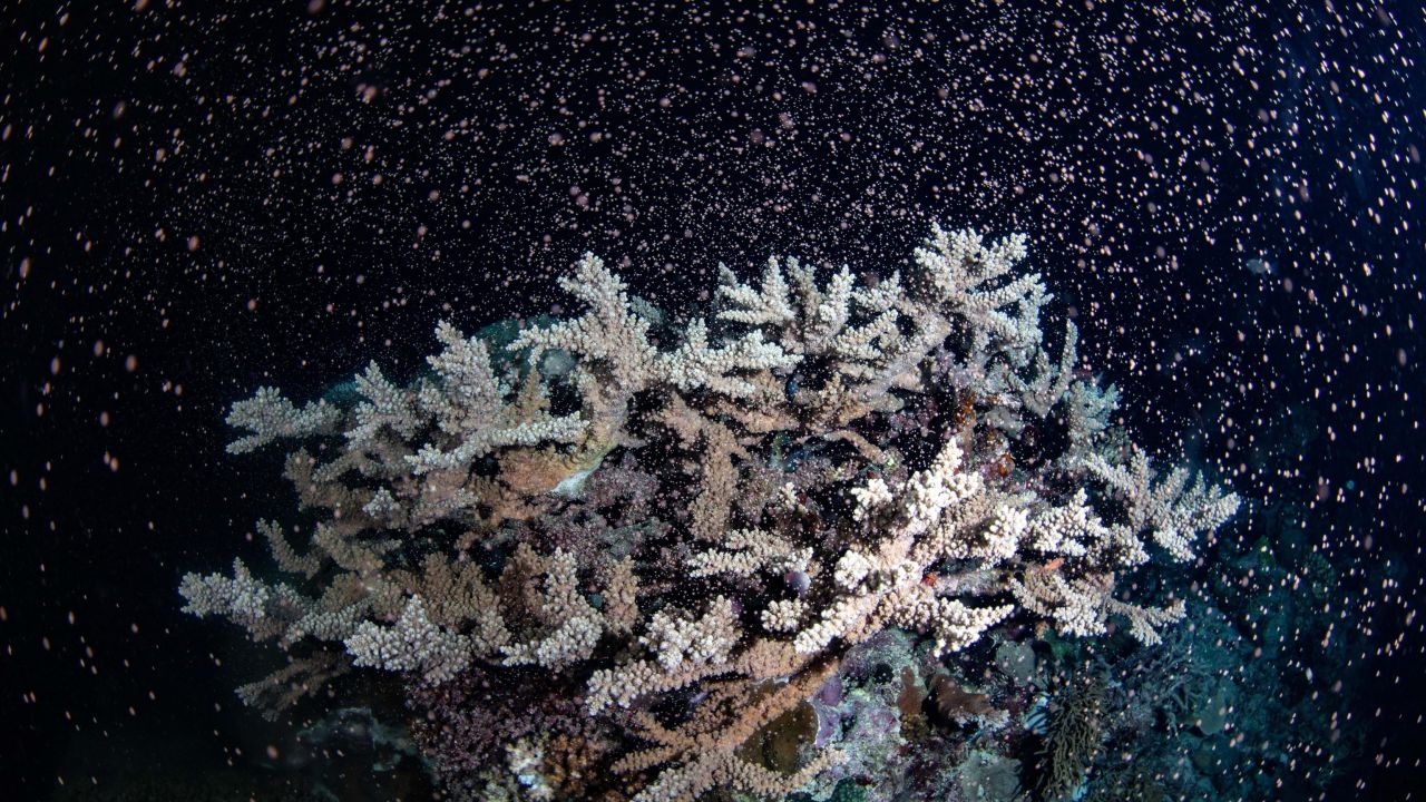 Great Barrier Reef coral spawn 2021