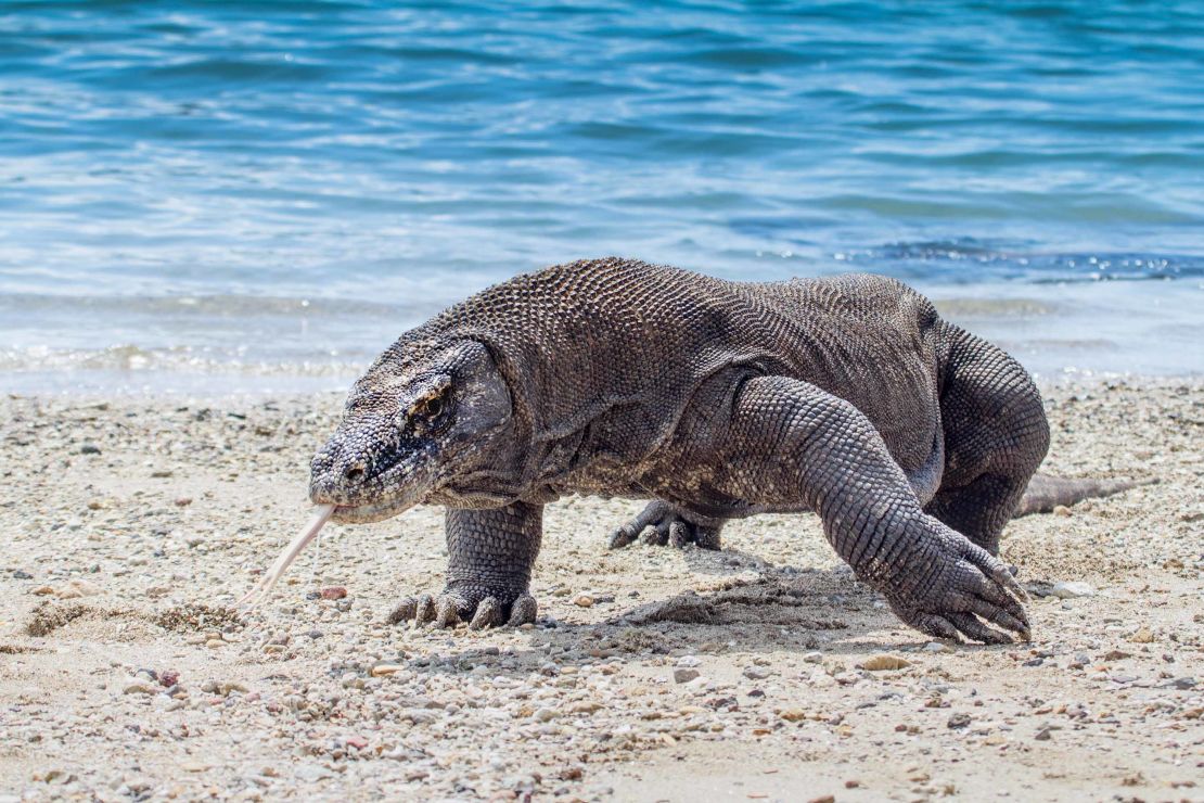 Komodo dragons can reach lengths of 10 feet. 