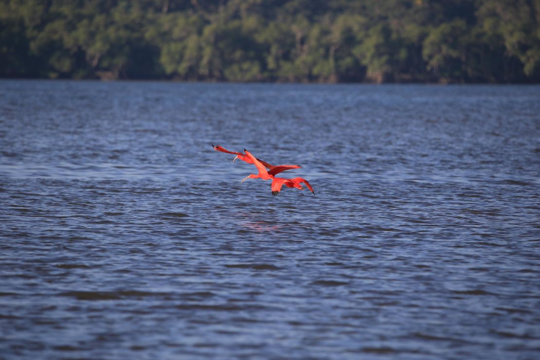 The island's 33,000 acres of mangroves, beaches, marshes and wildlife have protected state park status.