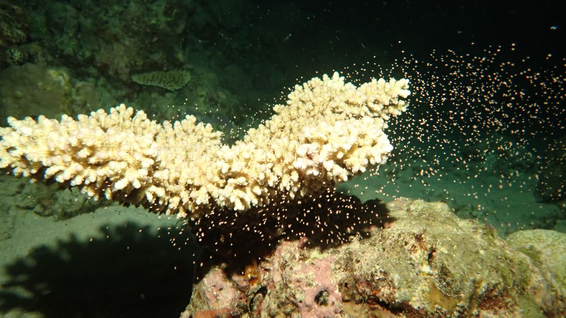 Marine biologist Gareth Philips said this year's conditions were 