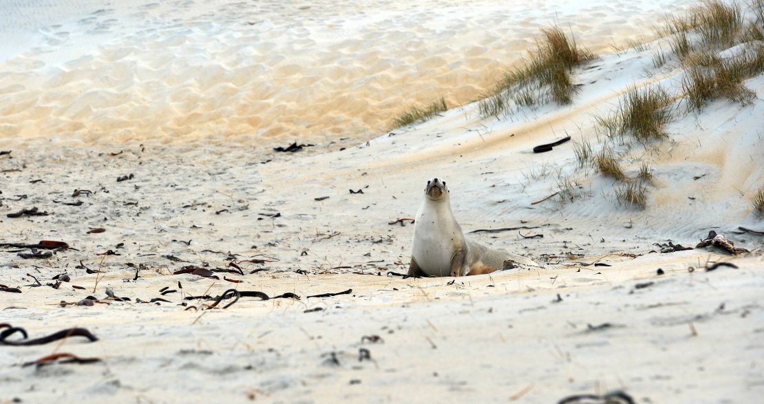 Sea lions are returning to New Zealand's mainland after being hunted to near extinction. 