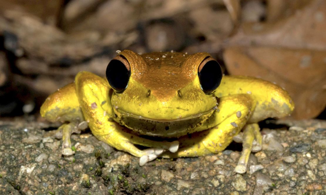 Australia's ancient Daintree Rainforest pulses with life. 