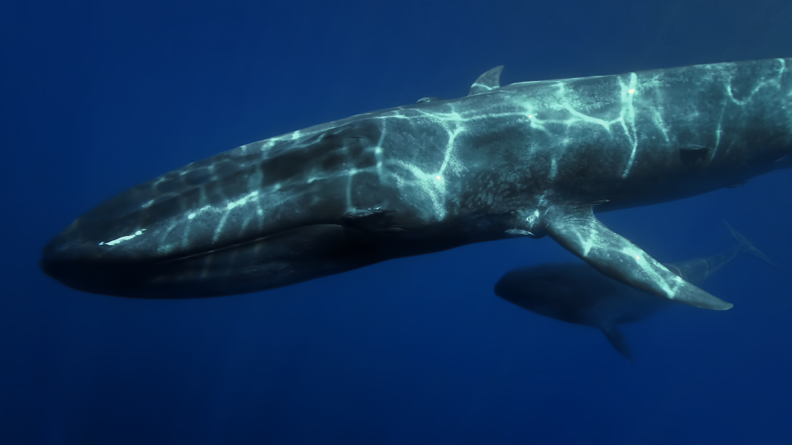 Two blue whales swimming in the  Corcovado Gulf in Chile.